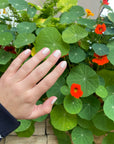 Hand with neatly manicured nails painted with Angelic Arrow - Clean Nail Polish shown against a background of green leaves and bright orange flowers, highlighting a fresh and natural look.